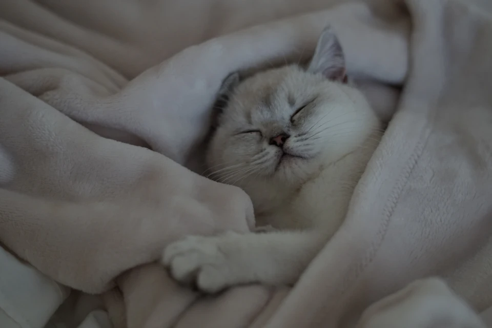 Gatito claro descansando entre mantas suaves; imagen de recurso