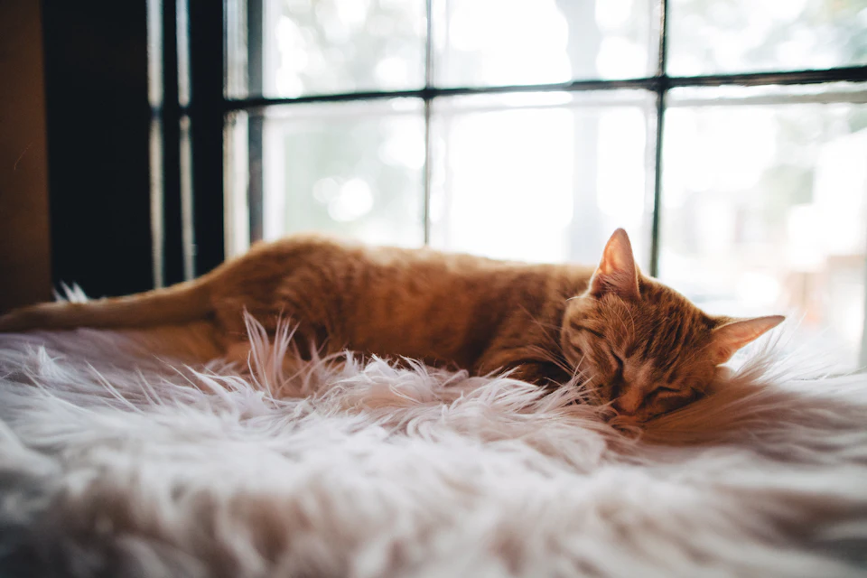 Gato naranja dormido junto a una ventana; imagen de recurso