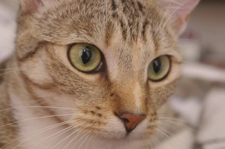Primer plano de un gato atigrado de ojos verdes; imagen de recurso