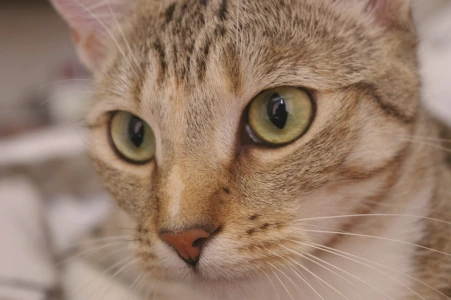Primer plano de un gato atigrado de ojos verdes; imagen de recurso